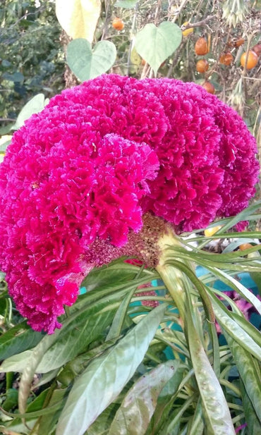 Neon purple Celosia Brain Head seeds for 3-ft tall dramatic garden texture
