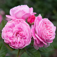 Heirloom Rose Bonsai Flower Seeds for Planting – Non-GMO Garden Seeds for Mini Blooms