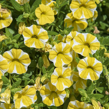 Lemon Slice Calibrachoa seeds for bright, cheerful yellow blooms that add vibrant color to hanging baskets or window boxes