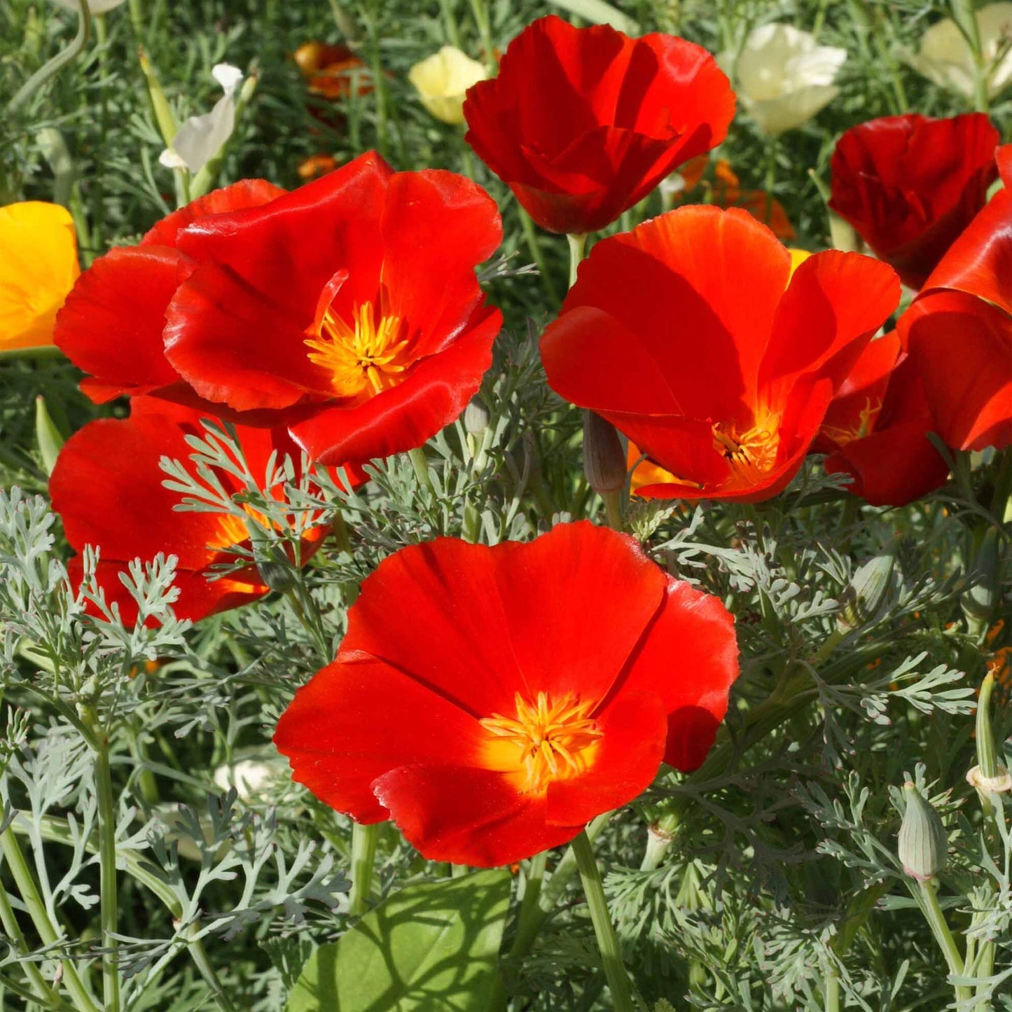 Californian Poppy- Red Chief