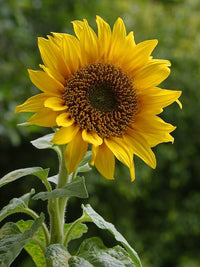 Sunflower ‘Helianthus annuus’ balcony variety – compact for pots and bonsai