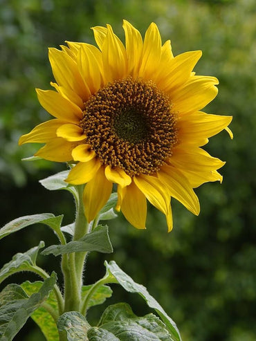 Sunflower ‘Helianthus annuus’ balcony variety – compact for pots and bonsai