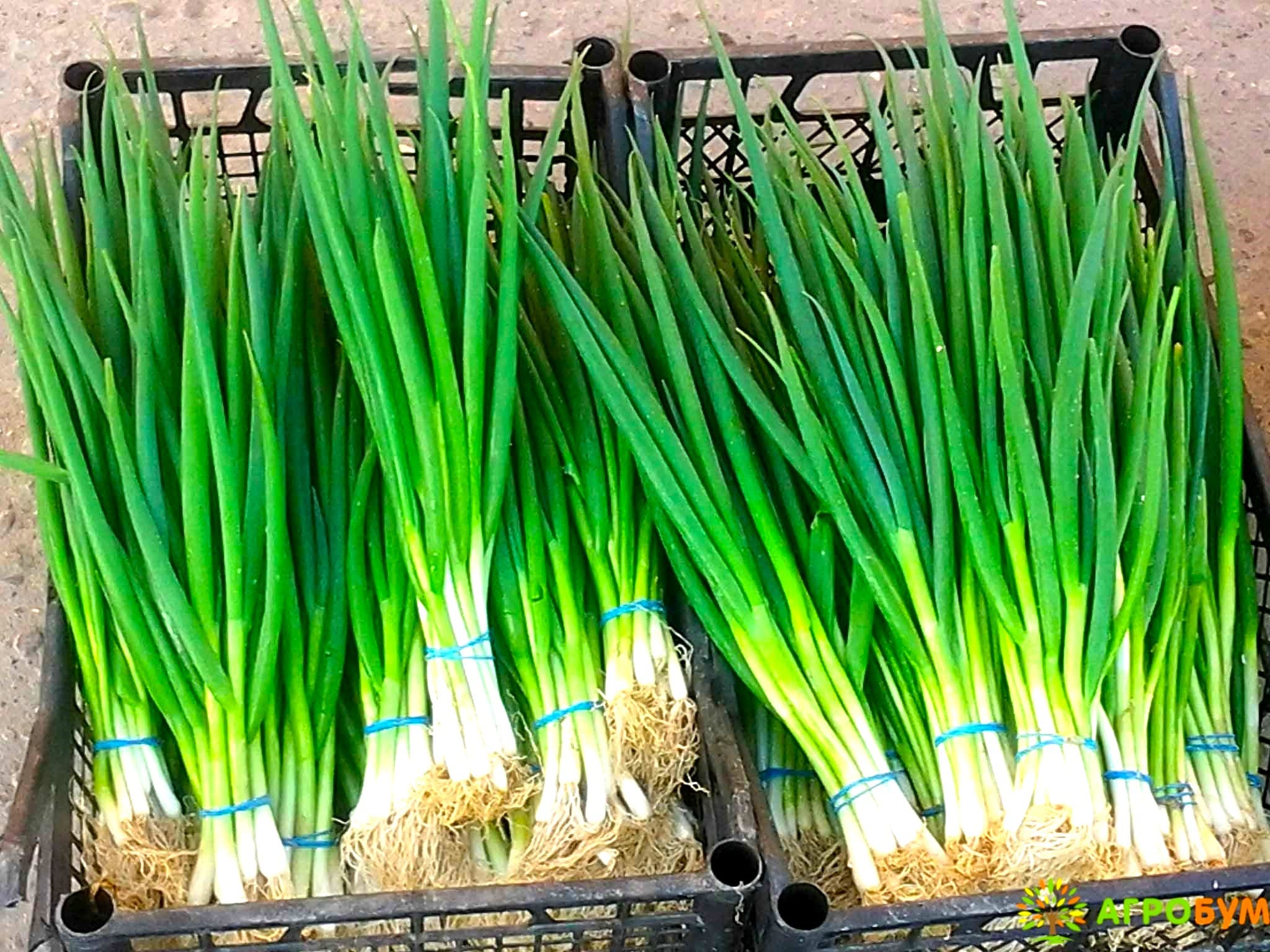 Giant Onion Green Sweet Spanish Vegetable - for planting in home garden