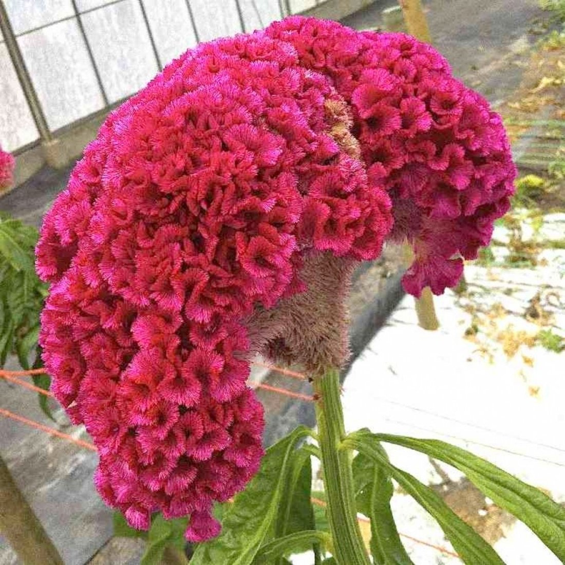 Fake cockscomb flowers grown from seeds with crested blooms, includes Japanese pine gift seeds