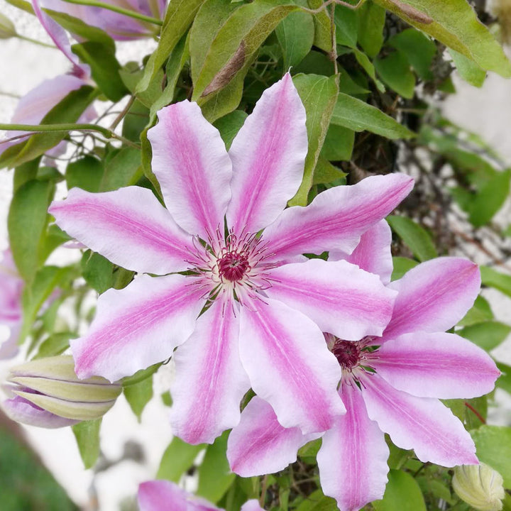 Heirloom Non-GMO Nelly Moser Flower Seeds for Planting – Elegant Clematis Vine with Striking Blooms