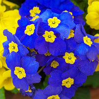 Blue Evening Primrose Sundrops Rare Flower Seeds