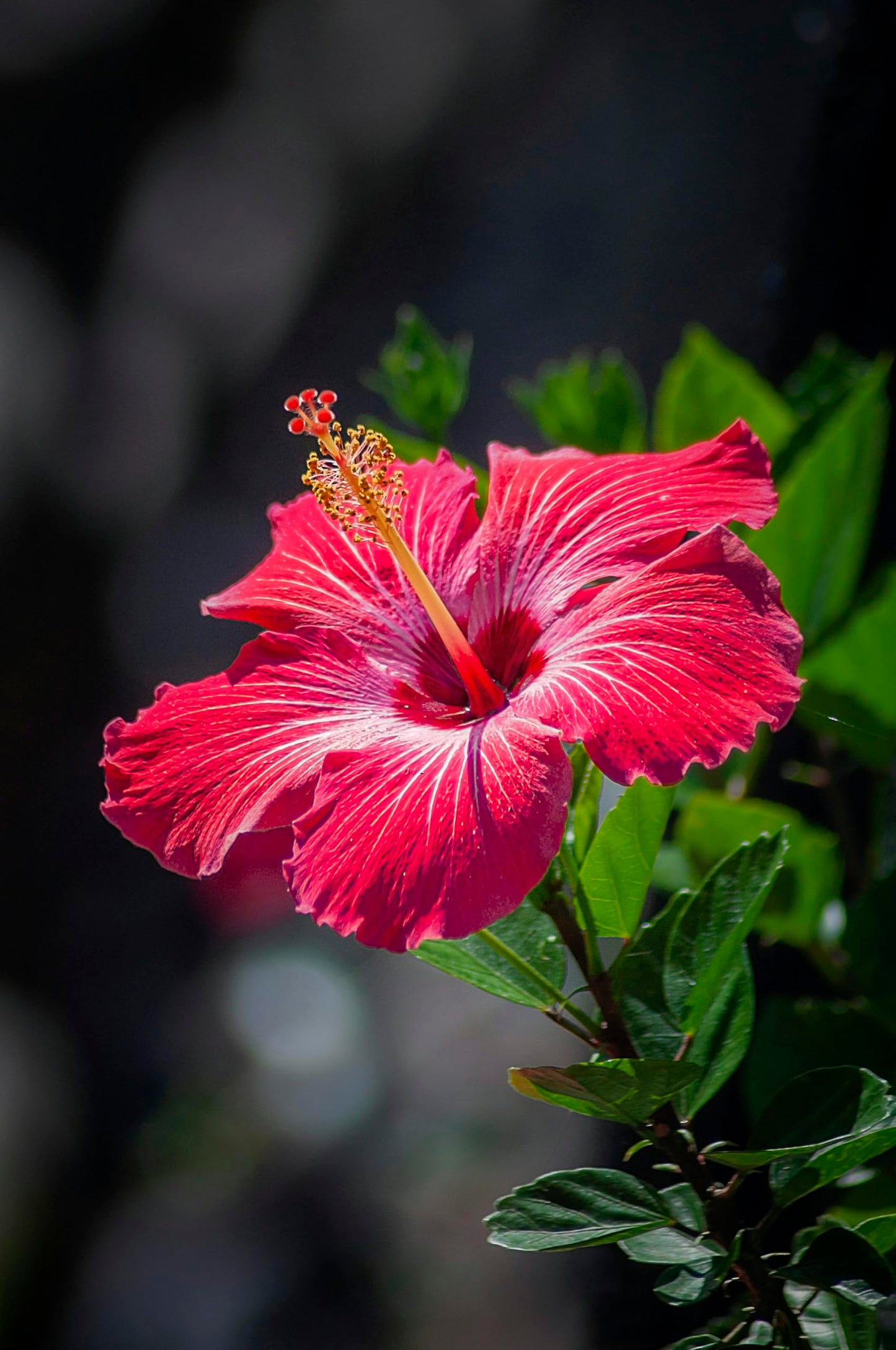 Rare Red Orange Hibiscus “Flamboyant” seeds (giant exotic) sprouting fiery red-orange blossoms with ruffled petals, perfect for dramatic floral displays
