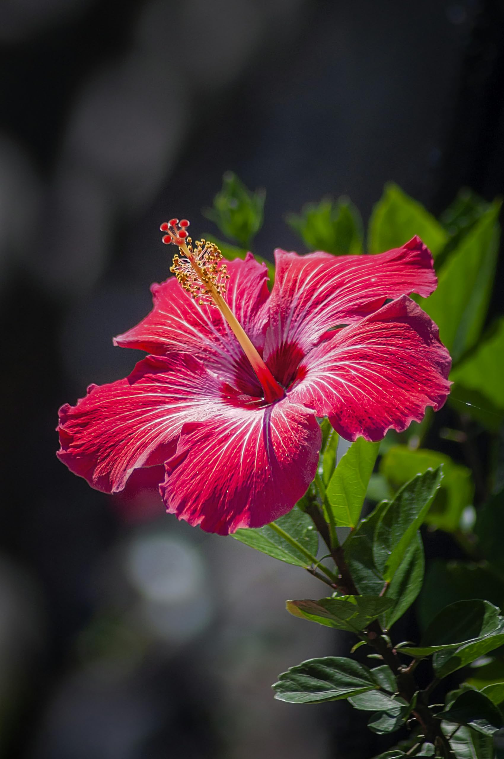Rare Red Orange Hibiscus “Flamboyant” seeds (giant exotic) sprouting fiery red-orange blossoms with ruffled petals, perfect for dramatic floral displays