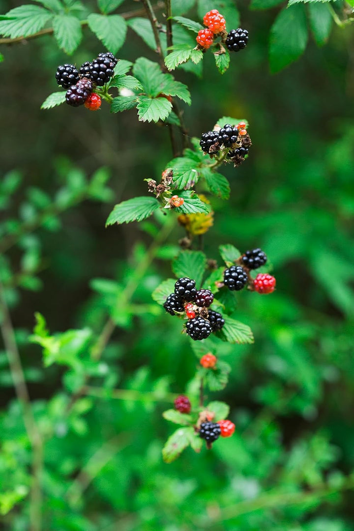 Dewberry Fruit Seeds - Heirloom, Easy to Grow for Delicious Berries ,Heirloom Seeds