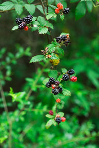 Dewberry Fruit Seeds - Heirloom, Easy to Grow for Delicious Berries ,Heirloom Seeds