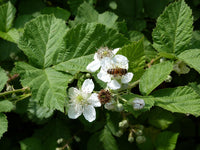Heirloom Non-GMO Rubus Cuneifolius Flower Seeds for Planting – Wildflower with Edible Fruit Blooms