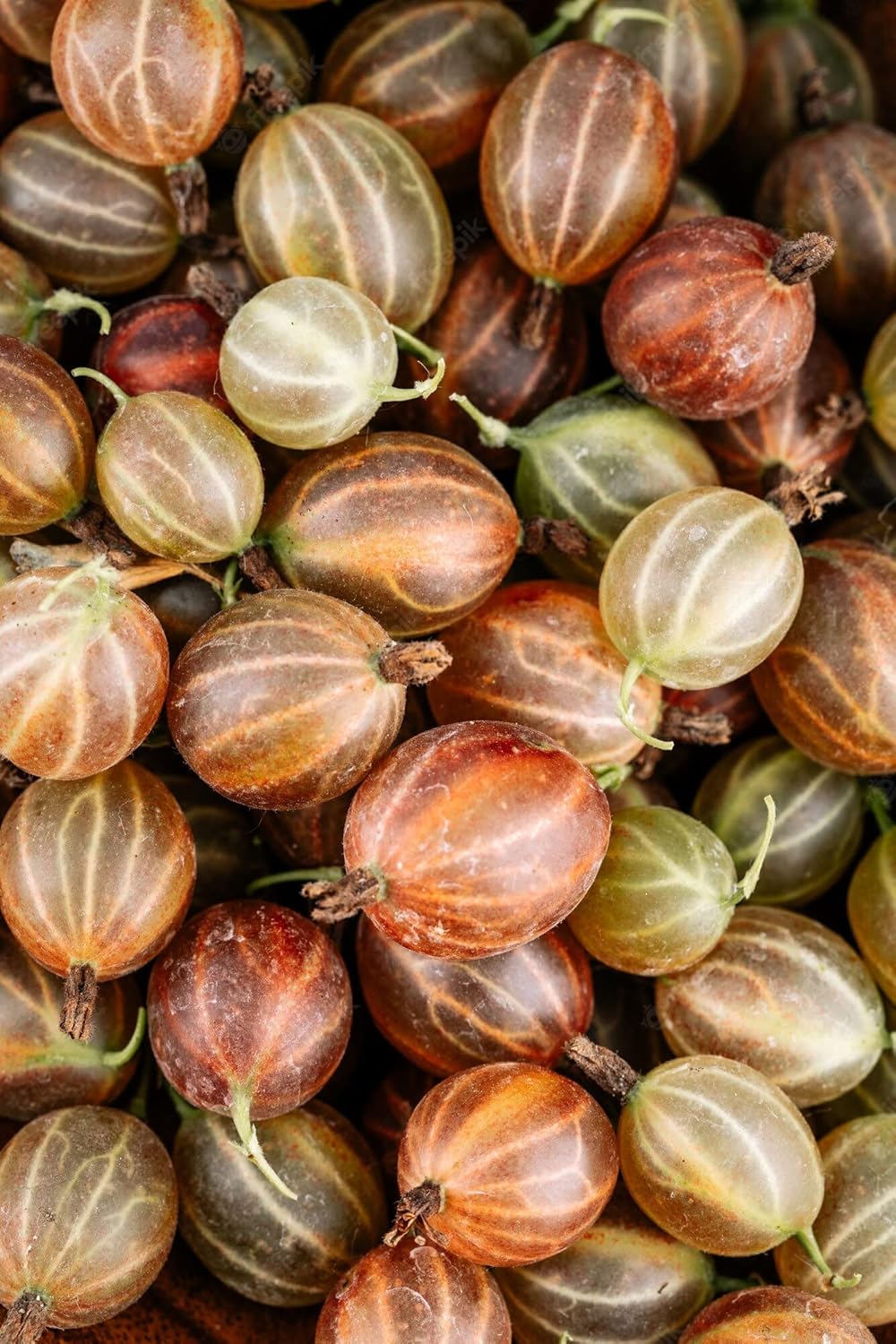 Brown Gooseberry Ribes uva-crispa seeds for planting in home garden