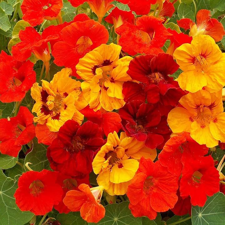Heirloom Nasturtium Jewel Seeds – Non-GMO Flower Seeds for Planting