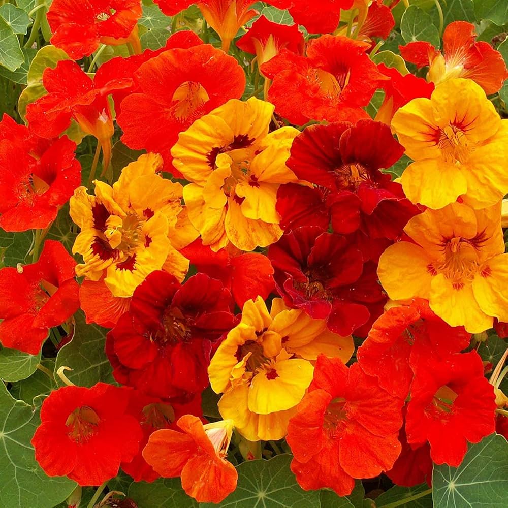 Jinlian nasturtium ‘Phoenix’ bonsai flower seeds producing uniquely split red-orange flowers with lush green foliage