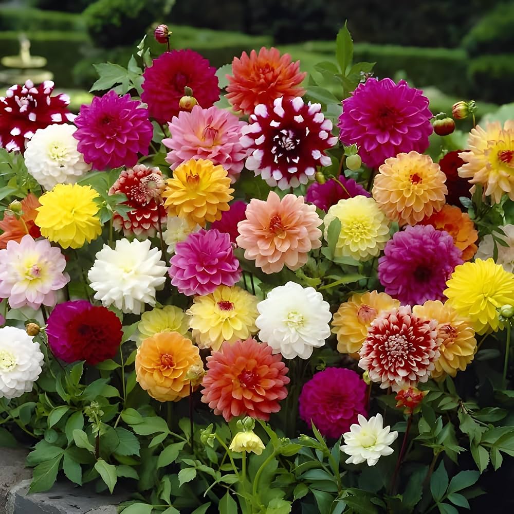 Dahlia Mixed Perennial Flower Seeds