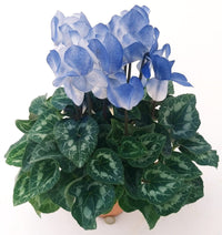 Blue White Cyclamen Flower Seeds for Planting - NON GMO Seeds- 100