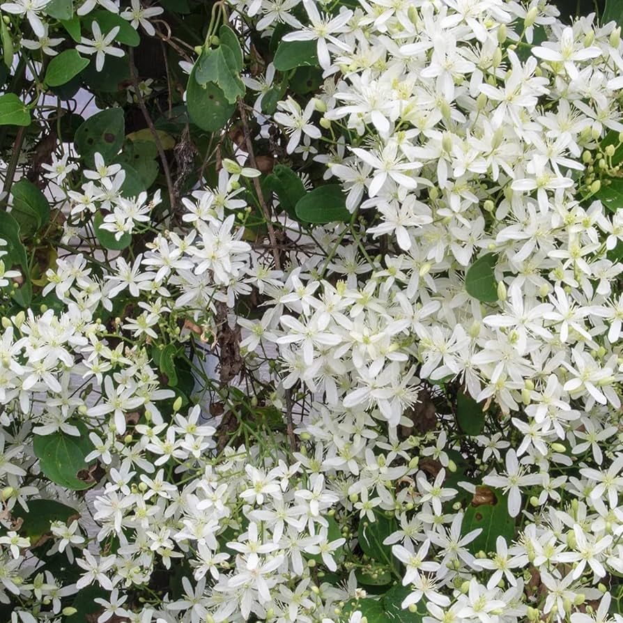 Virgin Bower Clematis vine grown from seeds with delicate white star-shaped flowers and climbing habit