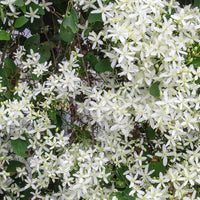 Virgin Bower Clematis vine grown from seeds with delicate white star-shaped flowers and climbing habit