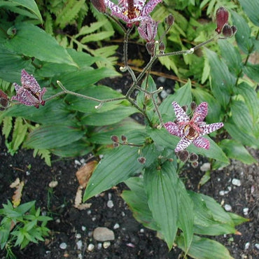 Toad Lily seeds (Tricyrtis hirta x Miyazaki) – exotic shade garden perennials