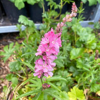 Checkerbloom (Checkerbloom scientific name) for planting in garden