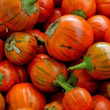 Red black eggplant Solanum melongena seeds for planting in backyard garden