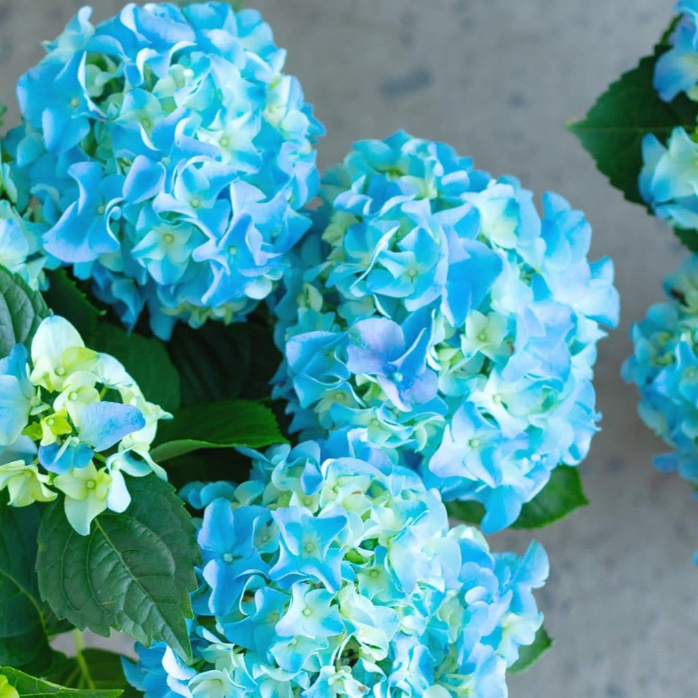 Heirloom Sea Blue Hydrangea Flower Seeds, Non-GMO Vibrant Blooms for Planting for planting in home garden