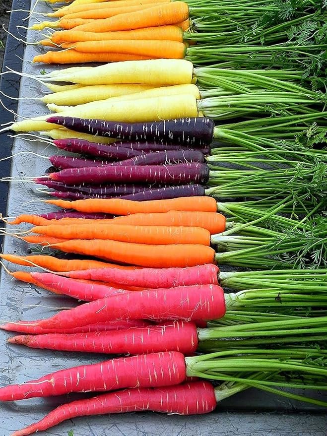 Rainbow – Carrot Seed
