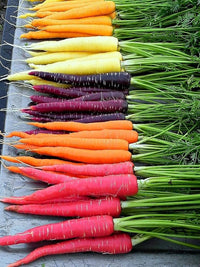 Rainbow – Carrot Seed