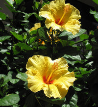 Heirloom Non-GMO Hibiscus Flower Seeds for Planting – Exotic Vibrant Blooms