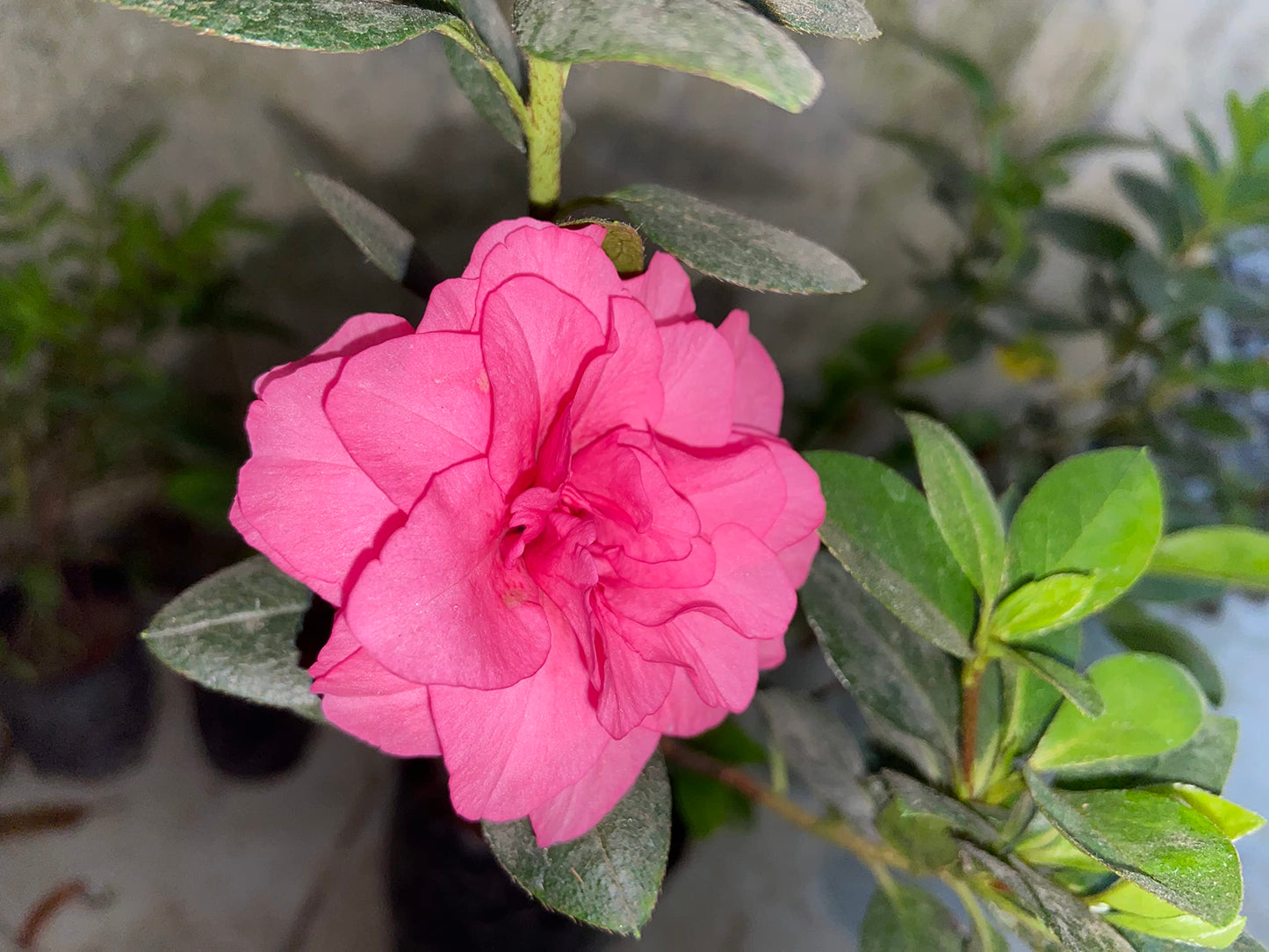 Japanese Azalea Rare Mixed Variety Flower Seeds