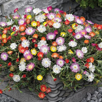Orange Flora and Daisy Ice Flow Iceplant Flower Seeds