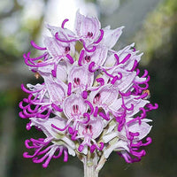 Heirloom Non-GMO Purple Orchis Italica Flower Seeds – Unique Helmet Orchid Blooms for Garden Planting