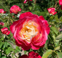 Dragon Rose Pink Yellow Plant Seeds for Planting Non-GMO Heirloom Garden Seeds for Home and Outdoor Growing