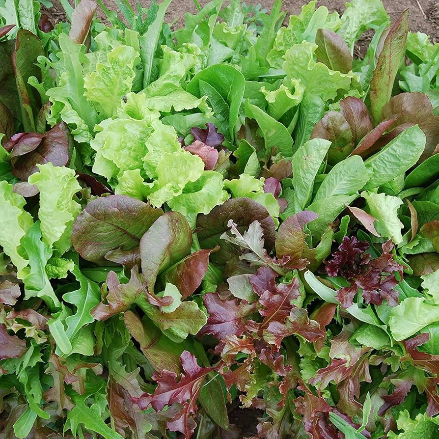 Mesclun Mix Lettuce Salad Vegetable Seeds