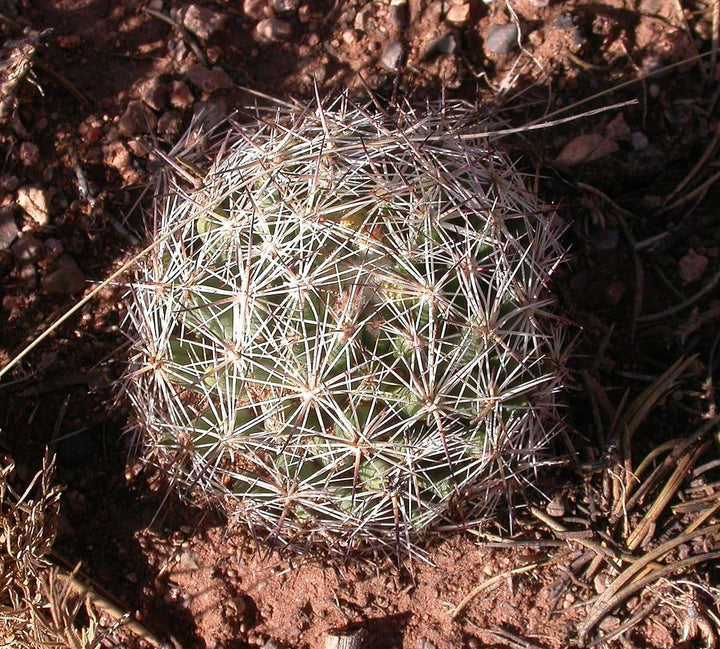 Heirloom Escobaria Vivipara Flower Seeds for Planting, Non-GMO