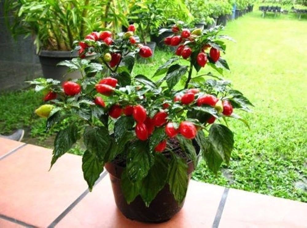 Bombero peppers from hot Capsicum annuum seeds with bright red fruits and spicy heat