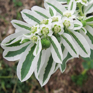 Heirloom White Green Euphorbia Marginata Flower Seeds for Planting, Non-GMO