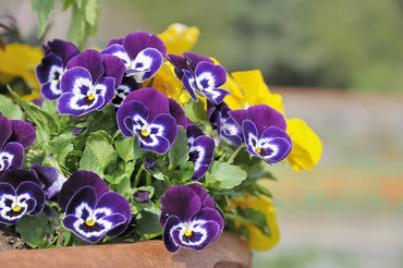 Viola Sorbetto Blues Mix seeds – vibrant annual bloomers for pots and borders