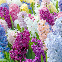 Multi-Colour Hyacinthus Orientalis Seeds for Planting - NON GMO Seeds