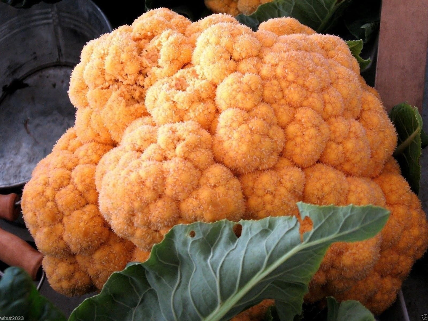 Cheddar – Orange Cauliflower Seeds