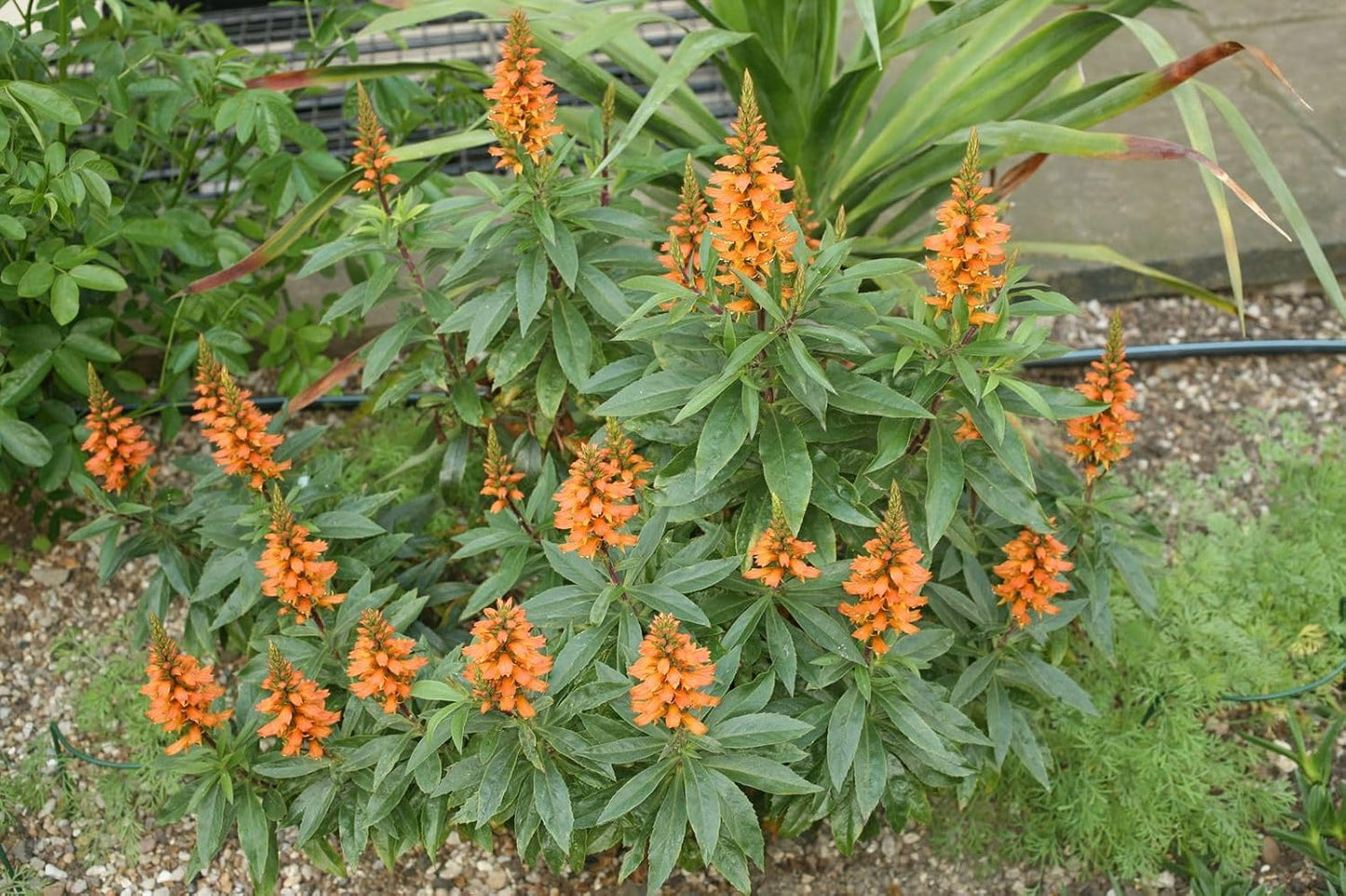 Isabelliana Flower Seeds for Planting, Heirloom, Non-GMO, 100