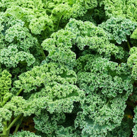 Kale Green Edible Vegetable Seeds