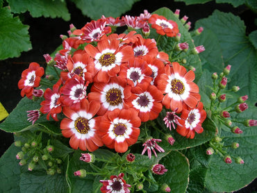 Heirloom Red Cineraria Flower Seeds for Planting, Non-GMO