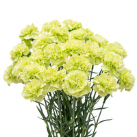 Heirloom Non-GMO Green Carnation Flower Seeds for Planting – Vibrant Ornamental Seeds