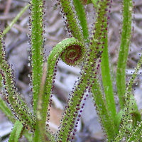 Heirloom Non-GMO Drosophyllum Plant Seeds for Planting – Rare Carnivorous Plant for Unique Gardens - Non-GMO for planting in home garden