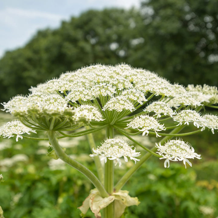 Heirloom Non-GMO Heracleum Lanatum Plant Seeds for Planting – Wild Edible Perennial Seeds