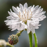 Cornflower- White Ball
