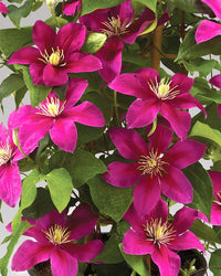Heirloom Non-GMO Pink Clematis Flower Seeds for Garden Planting – Delicate Climbing Blooms
