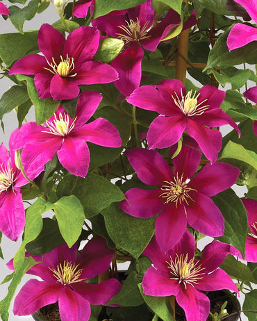 Heirloom Non-GMO Pink Clematis Flower Seeds for Garden Planting – Delicate Climbing Blooms