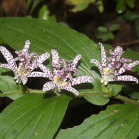Toad Lily seeds (Tricyrtis hirta x Miyazaki) – exotic shade garden perennials